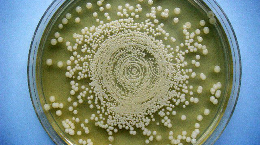 pseudomallei bacteria