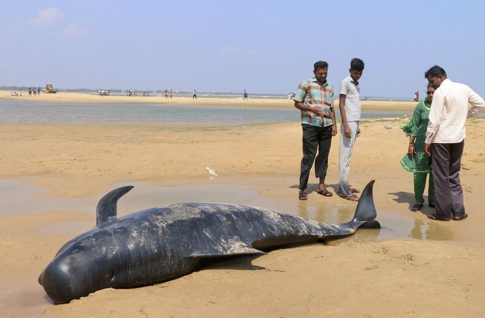 Click to enlarge Dead whale