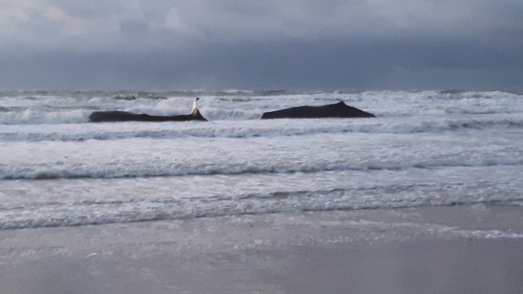 Dead sperm whale