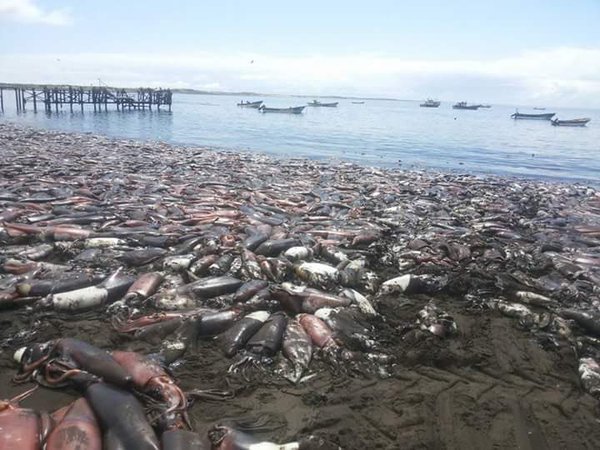 Dead cuttlefish