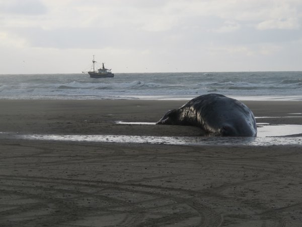 Sperm whale washed ashore on Texel