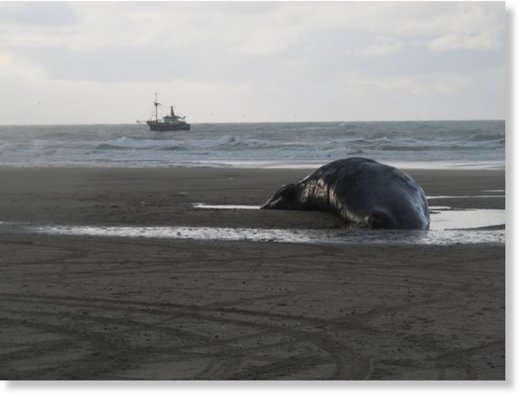 Sperm whale washed ashore on Texel