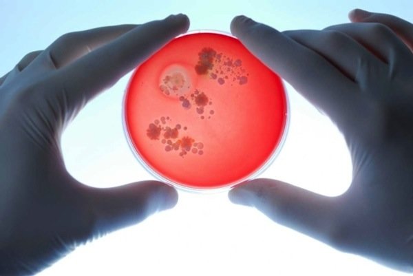 Click to enlarge gut microbiome