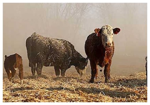 Click to enlarge Cattle