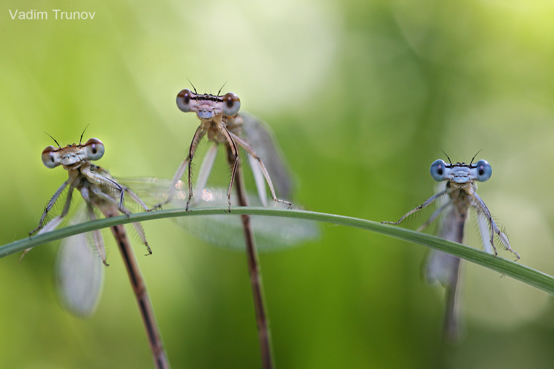 Bugs eyes