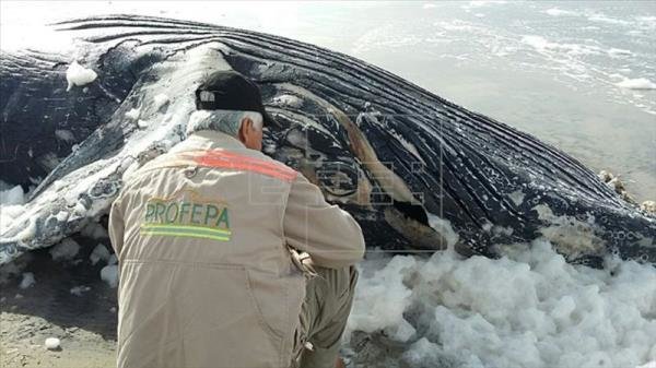 Juvenile humpback whale (Megaptera novaeangliae) Ensenada,