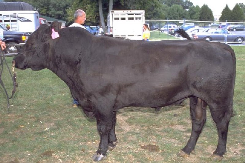 Click to enlarge Black Angus
