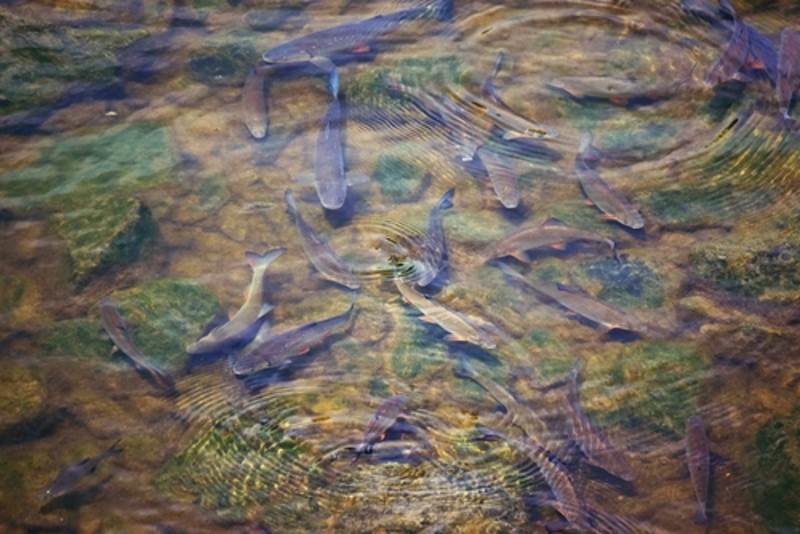 Click to enlarge fish dying california