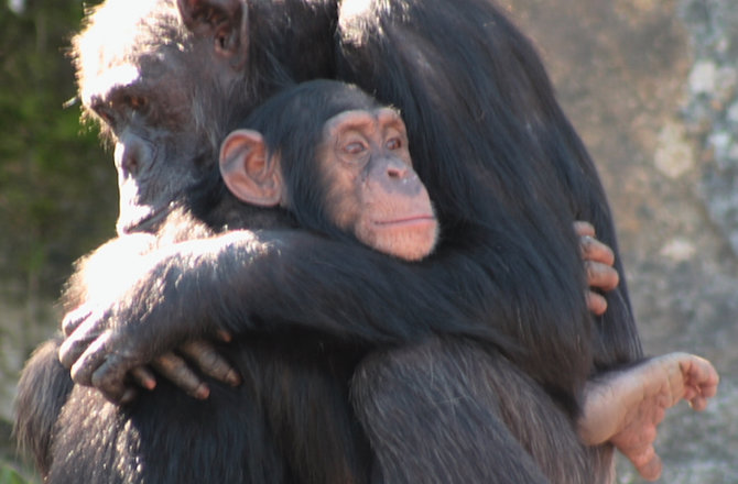 Chimpanzees