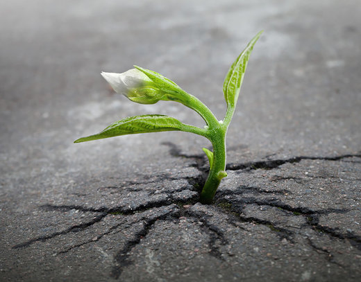 Click to enlarge seed breaking through asphalt