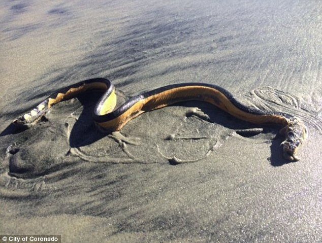 The Pelamis platura snake 
