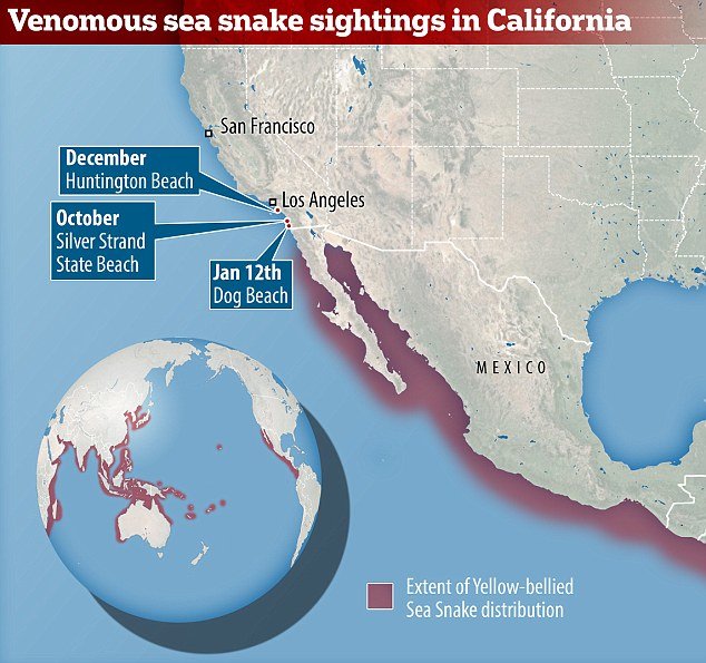 Click to enlarge The Pelamis platura is the most widely distributed sea snake species
