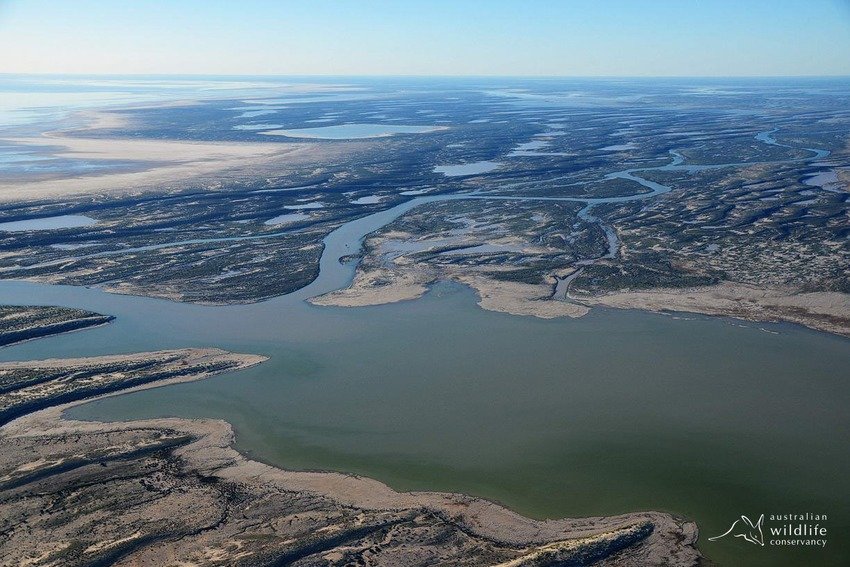 Lake Eyre is lush and green after rainfall.