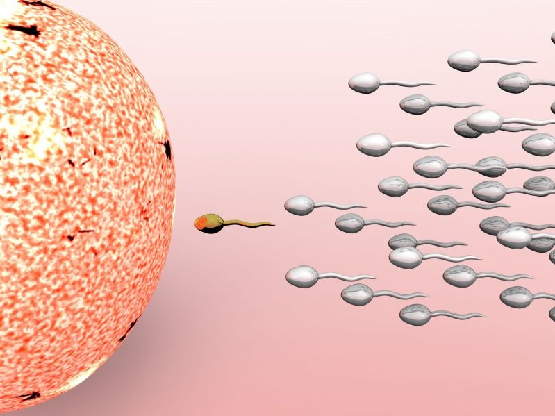 Click to enlarge sperm reproduction biology