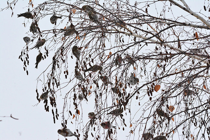  Redpolls