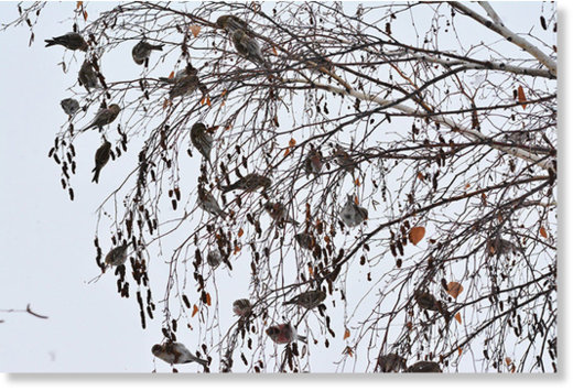  Redpolls
