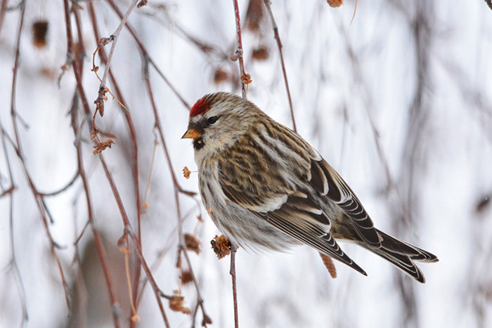 Redpoll