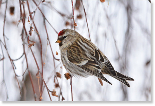 Redpoll