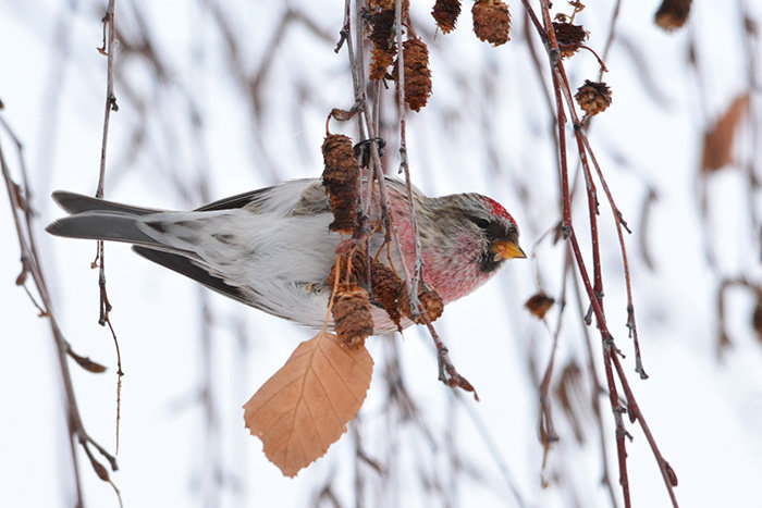 Redpoll