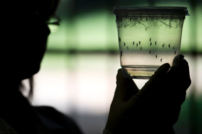 zika virus hawaii