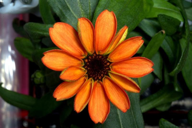Click to enlarge flower grown in space ISS