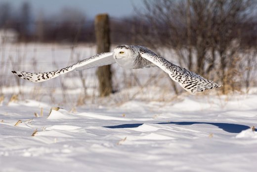 Click to enlarge Winter Owl
