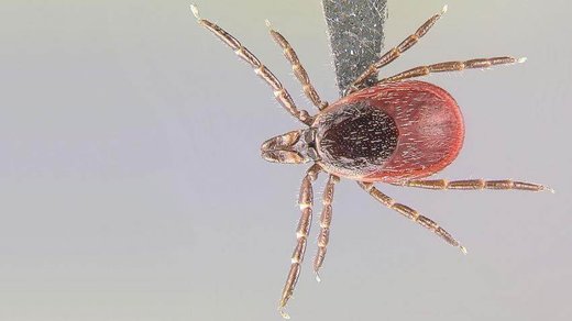 lyme disease tick