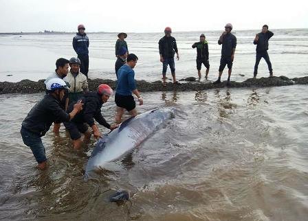 beached whale