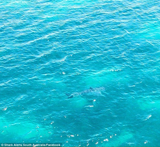 shark 