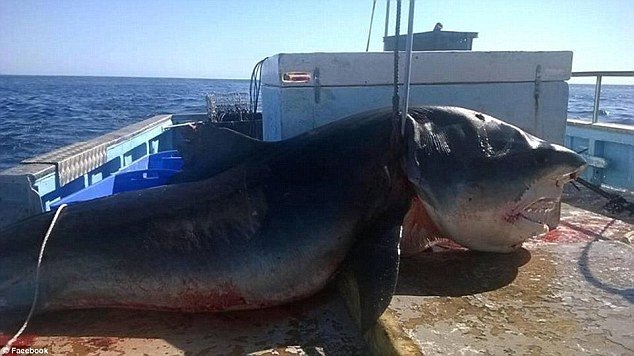 A six-metre tiger shark