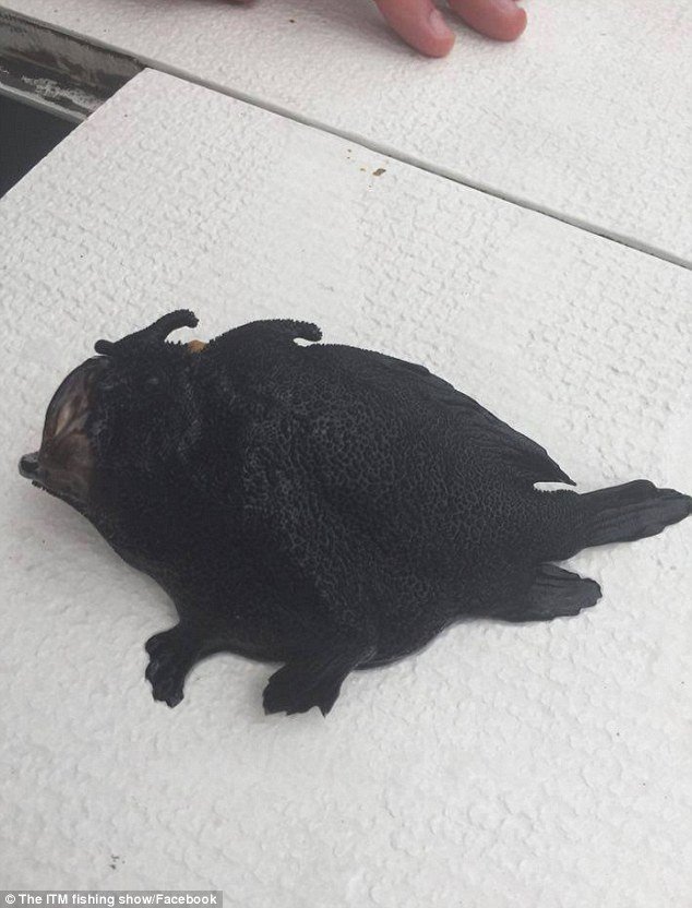 Black frogfish