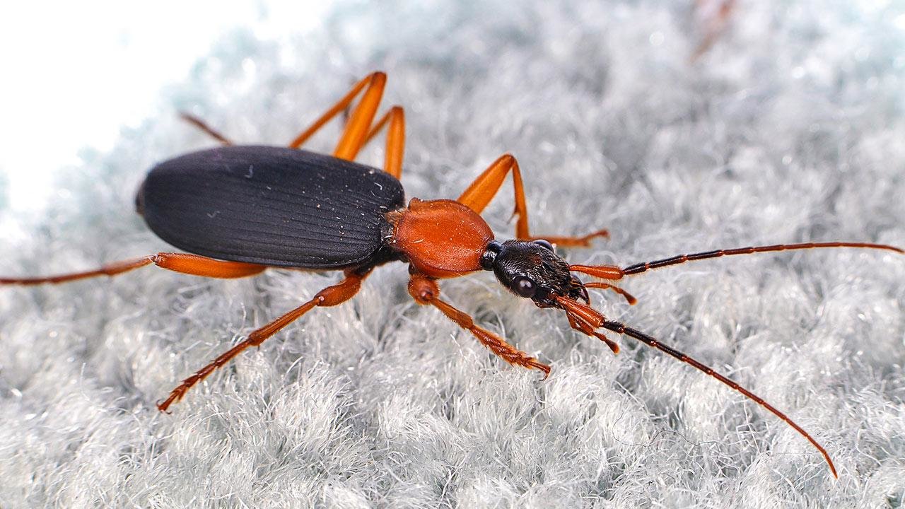Click to enlarge beetle