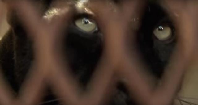 caged panther