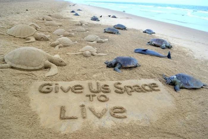 Turtles