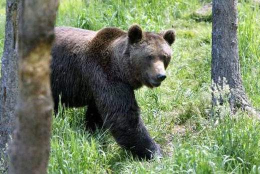 Click to enlarge brown bear