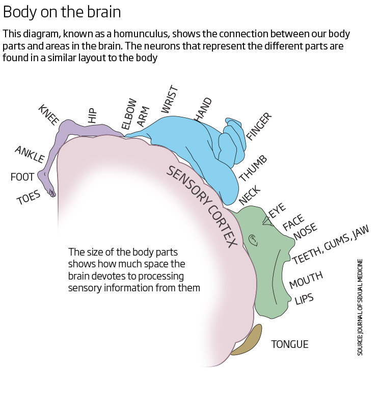 Click to enlarge map body parts brain