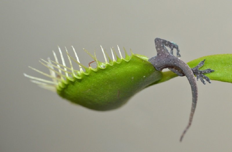 Venus flytrap