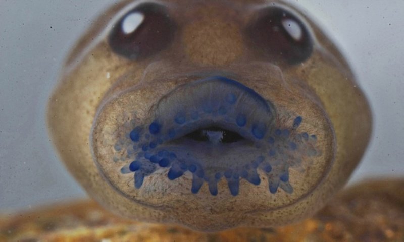 A tadpole of a frog named Frankixalus jerdonii