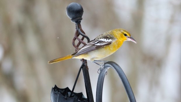 Bullock's oriole in backyard