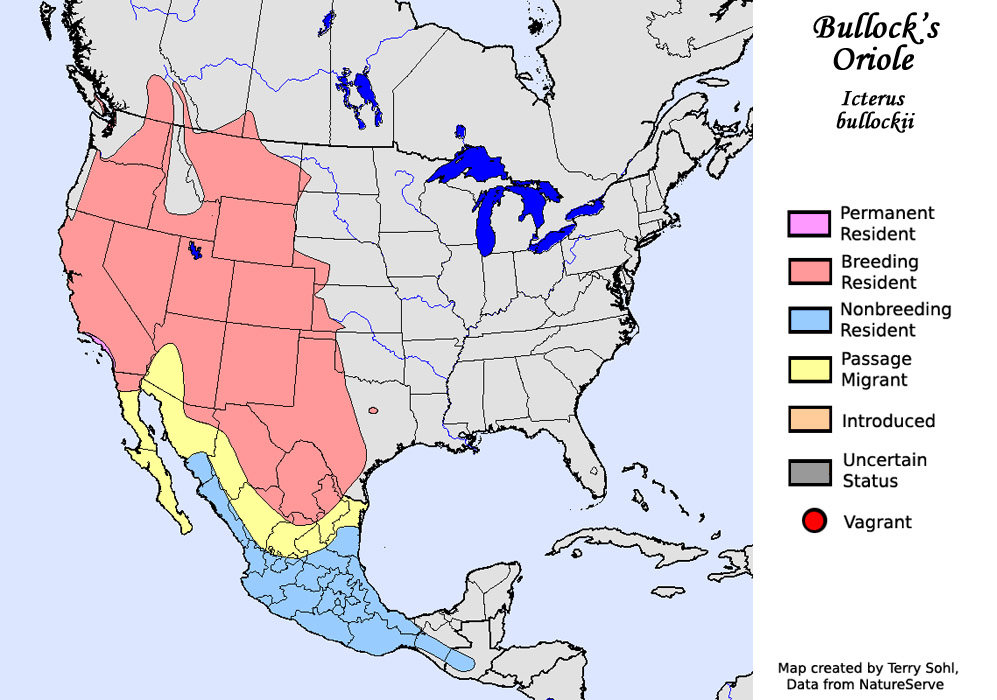 Bullock's Oriole Range Map