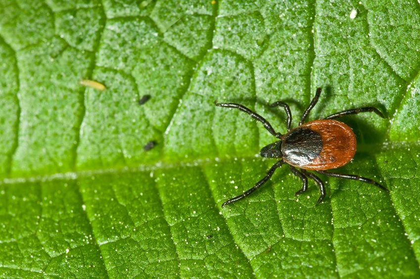 lyme bug