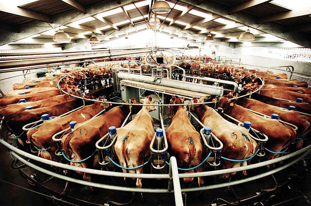 factory farming