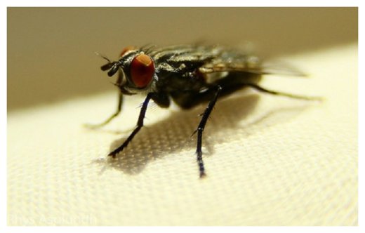 Click to enlarge Housefly
