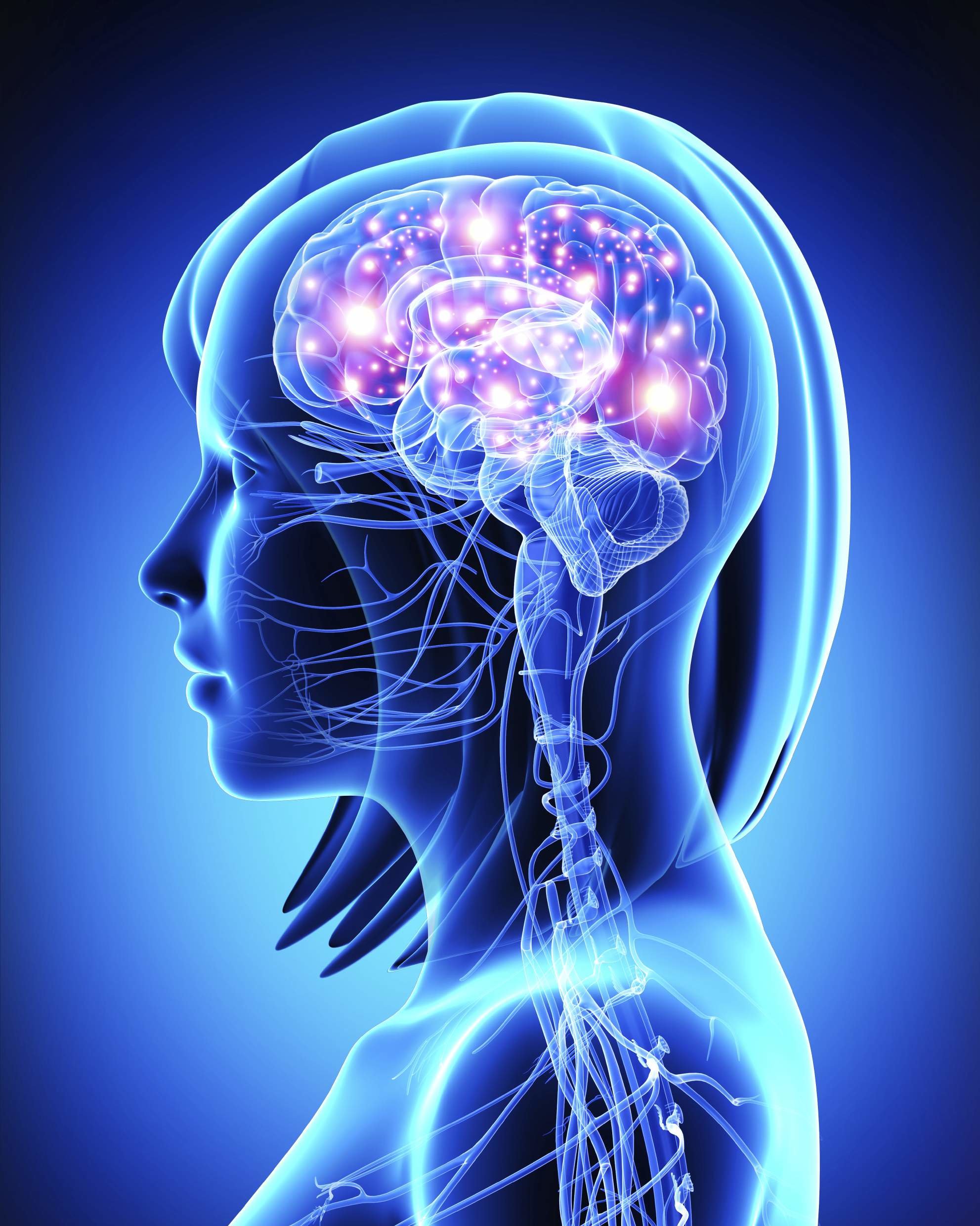 brain, neurotransmitter