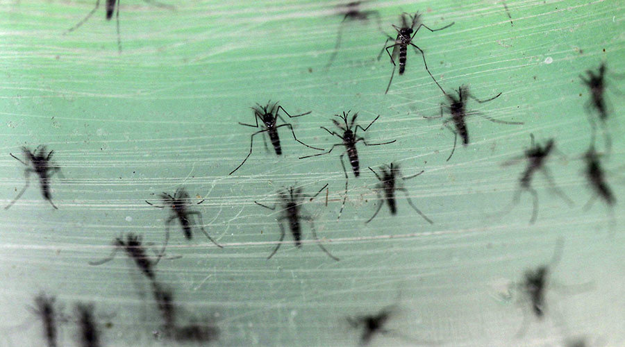 zika virus