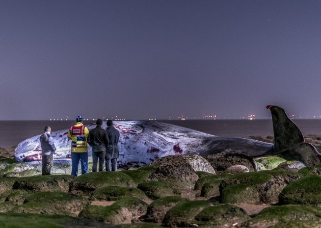 The sperm whale stranded at Hunstanton 