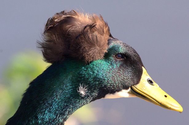 This mallard duck looks like Donald Trump