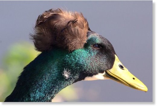 This mallard duck looks like Donald Trump