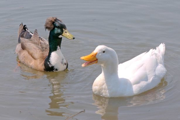 Ducks