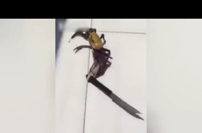 Crab with Knife